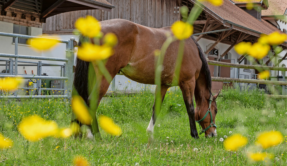 Das Weidemanagement ist ein zentraler Aspekt der Pferdehaltung. | © Nicole Basieux