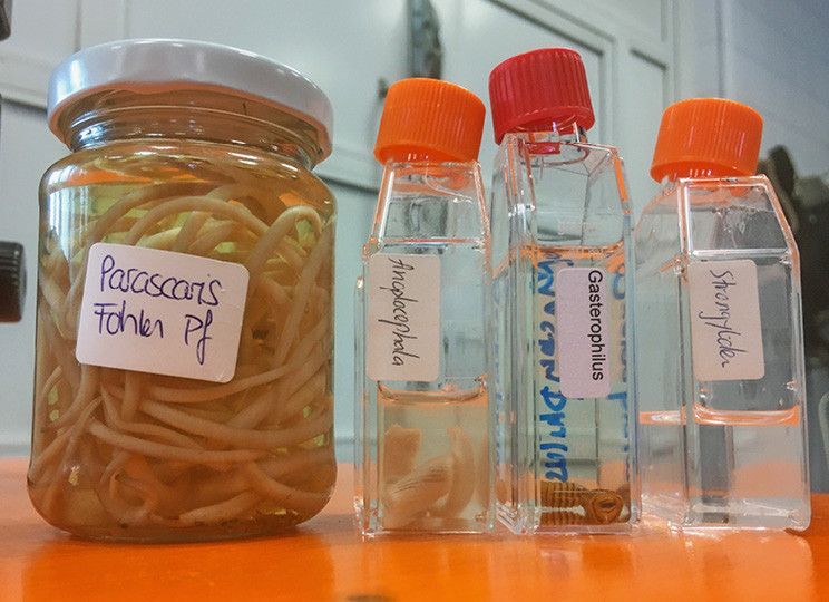 Parasitenmanagement: anschaulich und greifbar anhand von eingelegten Würmern | © Nicole Basieux