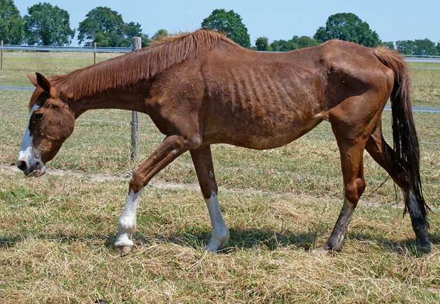 Pferd, 27 Jahre, Senkrücken und Muskelschwund | © Conny Herholz