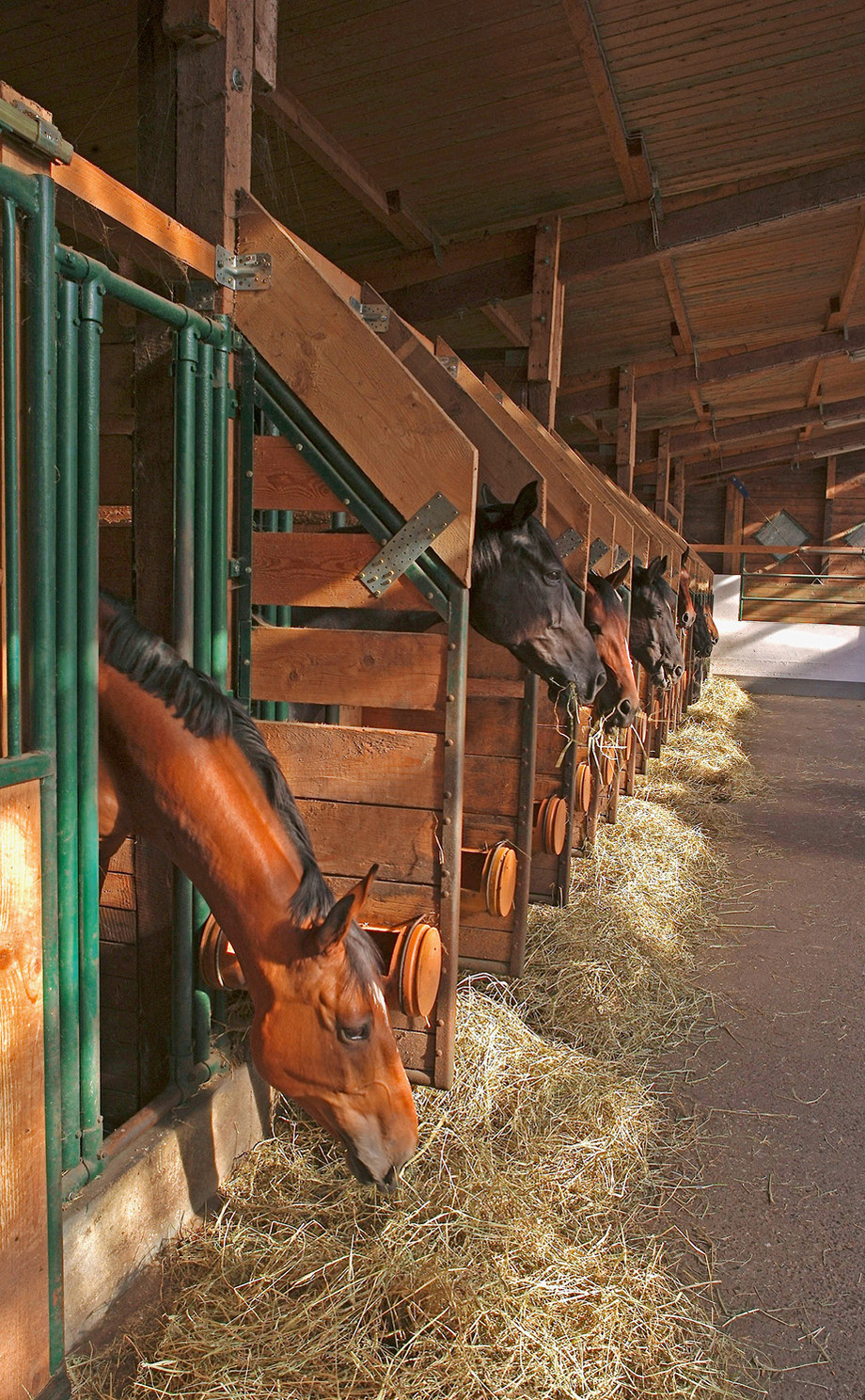 Einheimisches Holz im Pferdestall ist eine nachwachsende Ressource ohne lange Transportwege | © imago