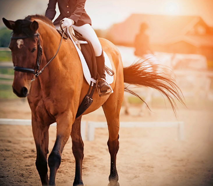 Une équitation harmonieuse promeut la capacité de glissement et la résistance des fascias; les mouvements sont élastiques et stables. | © Shutterstock