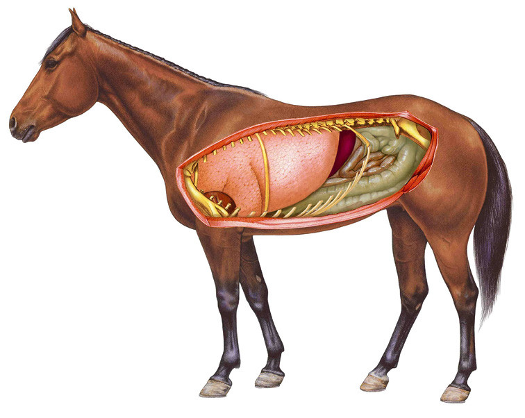 Die Anatomie des Pferdes mit (v.l.n.r.) den Lungen und dem Verdauungstrakt mit den Gedärmen | © imago
