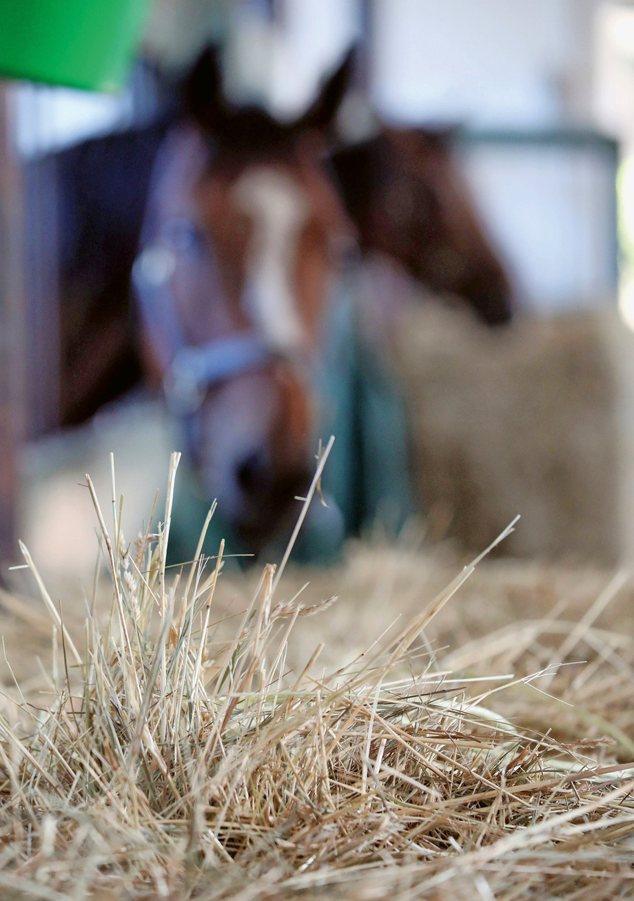 Le foin constitue la base de l’alimentation des chevaux. | © imago