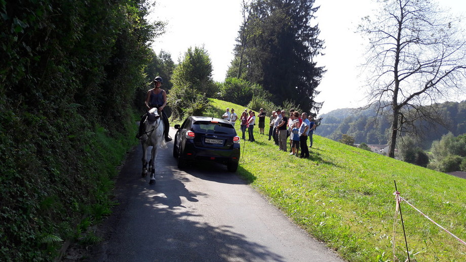 Situation périlleuses avec des chevaux dans le trafic qui seront analysées dans la pratique. Photo: Reto Hauri