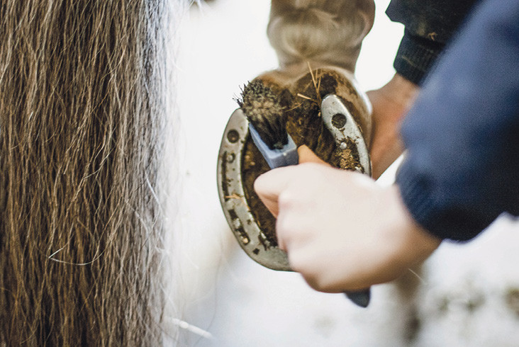 Auch die Pflege eines Pferdes wird in der Grundausbildung Pferd Schweiz vermittelt, wie hier das korrekte Hufe auskratzen.
