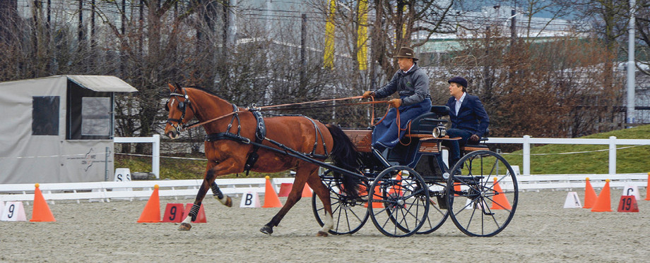 Parallel zur Rosson-Schulung fand auf dem Gelände des Nationalen Pferdezentrums ein Kurs der Offiziellen der Disziplin Fahren statt. (Bild: Iris Sileno)
