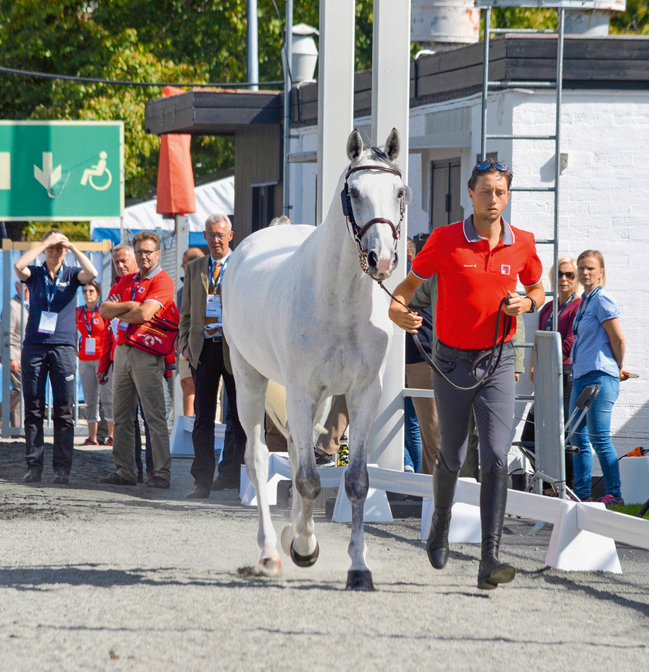 An internationalen Prüfungen werden die Pferde vor dem ersten Start - und je nach Disziplin auch zwischen den Prüfungen - von Veterinären kontrolliert. (Bild: Nicole Basieux)