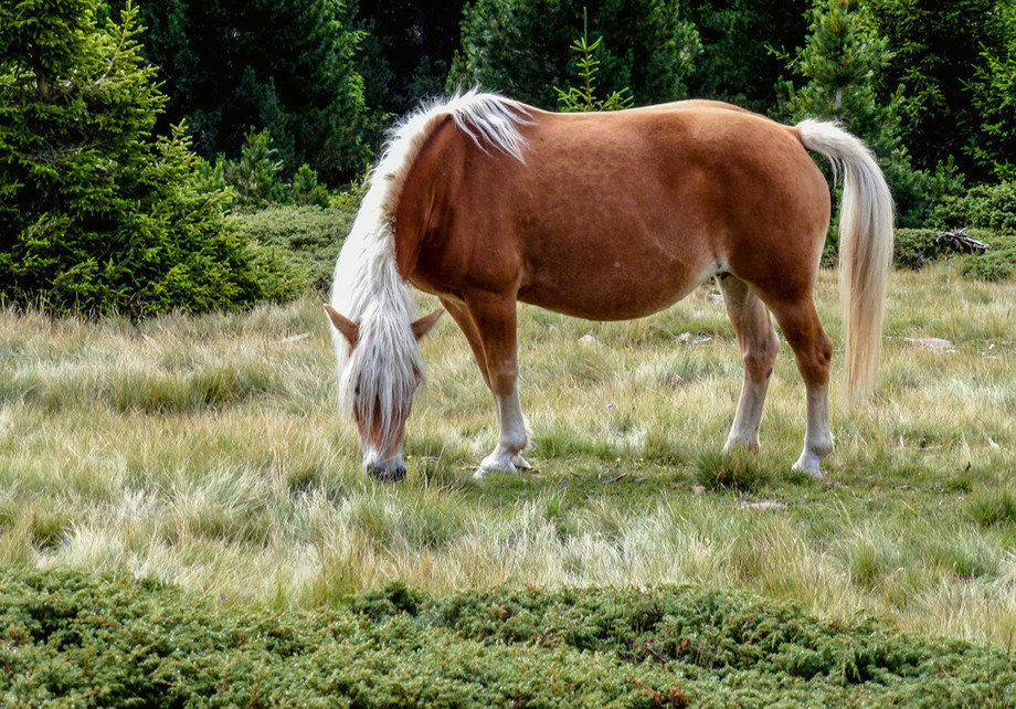 Als ursprüngliches Steppentier ist das Pferd an die kontinuierliche Aufnahme kleiner Futtermengen gewöhnt. (Foto: Conny Herholz)