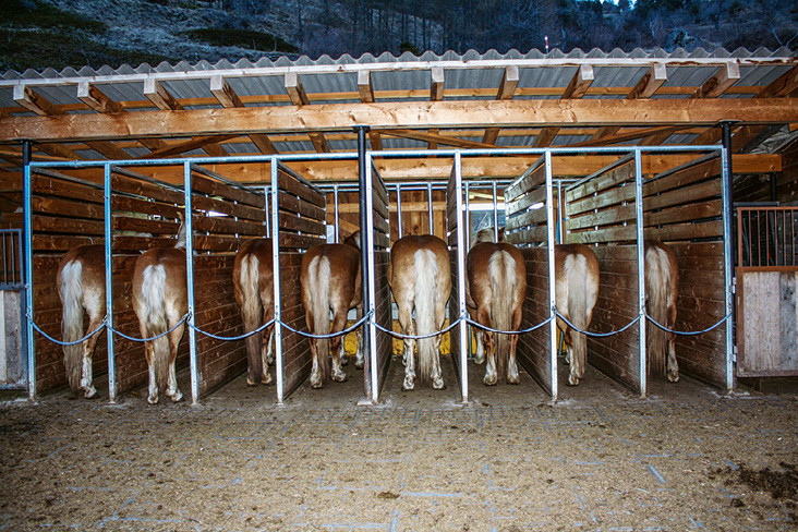 Figure 5: Les chevaux dans les stations d’alimentation lors d’une mesure. (Photo: màd)