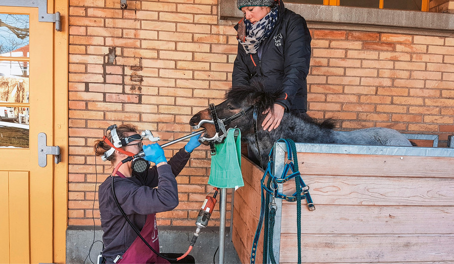 Die am zweithäufigsten genutzte Dienstleistung im Gesundheitsbereich  beim Pferd: die Zahnbehandlung. Foto: NPZ/CEN Bern