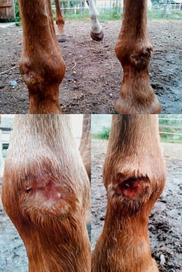 Die typischen Verletzungen von Pferden mit Pseudonarkolepsie.