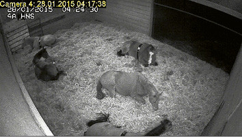 La vidéosurveillance de l’aire de repos peut aider à contrôler le sommeil des chevaux.