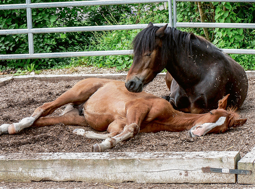 Un cheval a besoin de se sentir en sécurité pour se coucher.