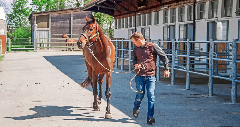 En trottant son cheval à la main, l’on peut facilement constater si les allures sont régulières.