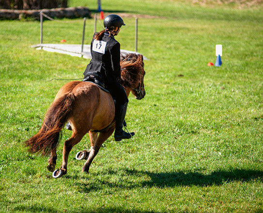 En équitation de travail, toutes les races sont bienvenues et competitives, aussi les Islandais. (Photo: A. Heimgartner)