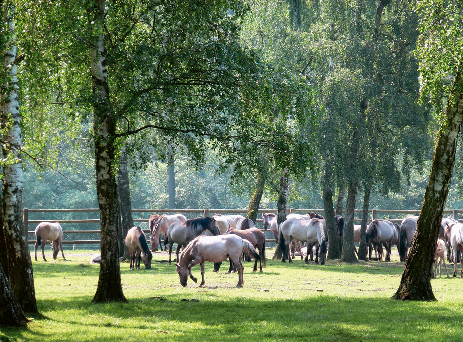 A l’état sauvage, les chevaux passent 16 heures par jour à manger. (Photo: HAFL)