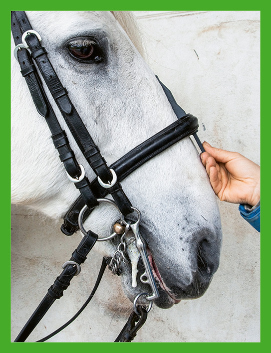 Bei schreckhaften Pferden kann das Messgerät auch von unten unter das Nasenband geschoben werden. (Foto: SVPS/Nadine Niklaus)