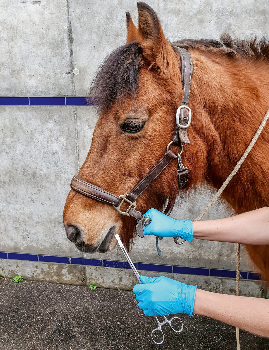 Un échantillon de salive est prélevé de la bouche du cheval pour déterminer le niveau de cortisol. (Photo: ISME)