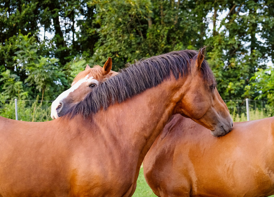 Les affinités fonctionnant souvent par deux, favoriser les nombres pairs, surtout dans les petits troupeaux, permet d’éviter qu’un cheval ne soit laissé à l’écart.  |  © Agroscope