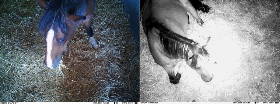 Aktivität «fressen» (links) und Aktivität «liegen» (rechts) des Ponys, aufgenommen mit einer Wildkamera. | © HAFL