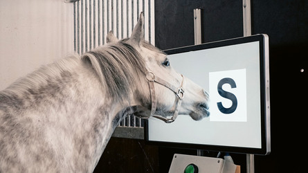 Pferde können uns über die Symbolsprache antworten