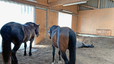 Glückliche Pferde leben im «Guten Stall»