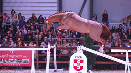 Die Highlights der Schweizer Pferdezucht – CHI Genf 2023