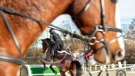 Hochkarätige Weiterbildung für junge Pferdesportler und Berufsleute