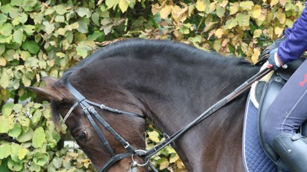 NEU: Generelles Verbot von Schlaufzügeln zum Wohl des Pferdes und für den Schutz des Pferdesports