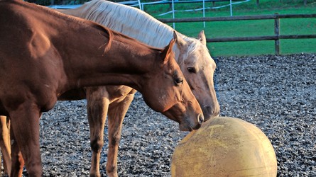 Assurer suffisamment de mouvement: label PSA pour les chevaux en faveur d’une détention conforme à l’espèce