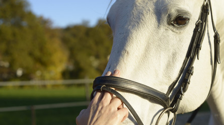 Mundtot: Wenn Nasenriemen Pferde nicht mehr «zu Wort kommen lassen»