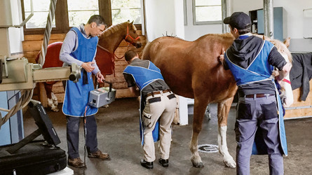 Wer kommt zum Gesundheitsmanagement in den Pferdestall?