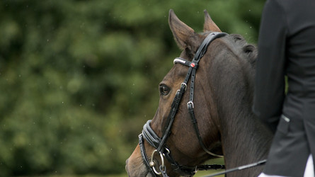 Quels métaux entrent en contact avec la bouche de nos chevaux?