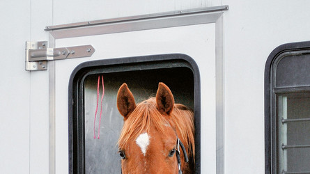 Les sports de compétition amateur et de haut niveau sont-ils conciliables avec le bien-être du cheval?