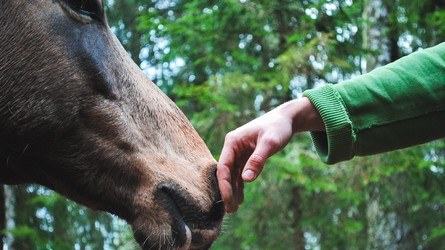 Coronavirus: Sind unsere Pferde vor dem Virus sicher?