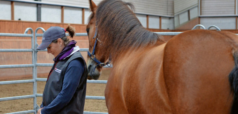 Comment réagit le cheval face à un humain inconnu passif? | © Agroscope