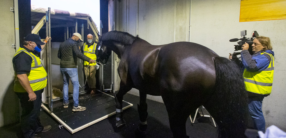 Chargement des chevaux dans les boxes aériens à l'aéroport de Liège | © FEI/Leanjo de Koster